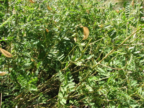 Colutea arborescens / Vesicaria